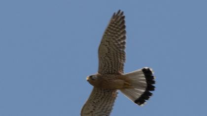 Common Kestrel