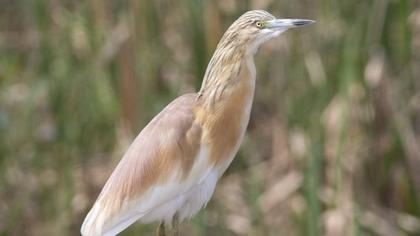 Squacco Heron