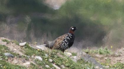 Black Francolin