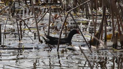 Common Moorhen