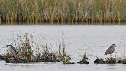 Black-crowned Night Heron