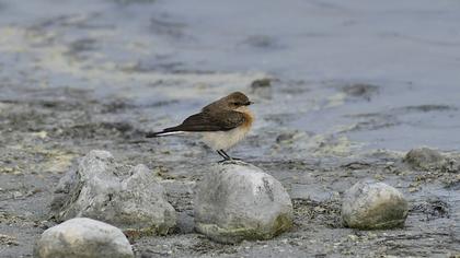 Black-eared Wheatear