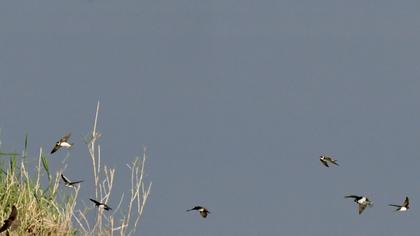 Common House Martin