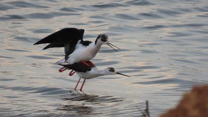 Black-winged Stilt