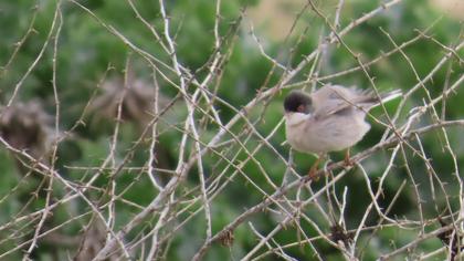 Pembegöğüslü ötleğen