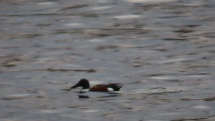 Northern Shoveler