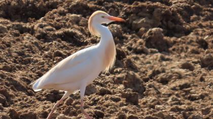 Western Cattle Egret