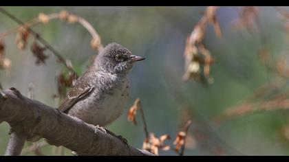 Barred Warbler