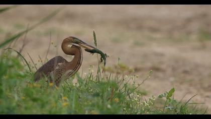 Purple Heron
