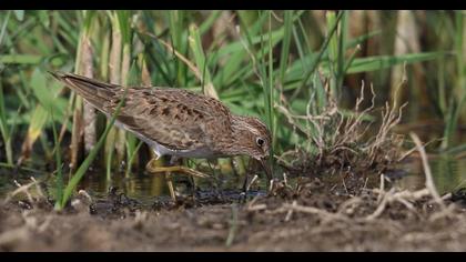 Temminck`s Stint