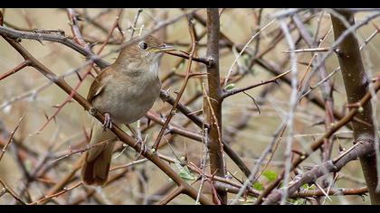 Common Nightingale
