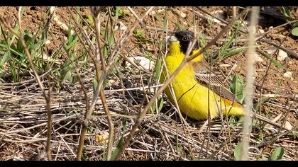 Black-headed Bunting
