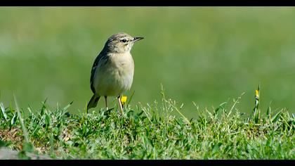 Tawny Pipit