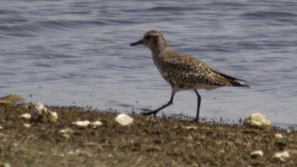 Grey Plover