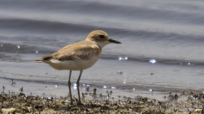 Greater Sand Plover