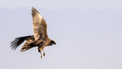 Western Marsh Harrier