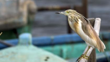 Squacco Heron