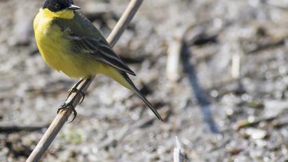 Western Yellow Wagtail