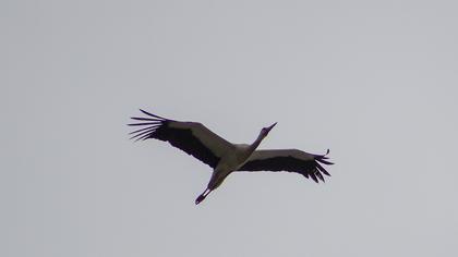 White Stork