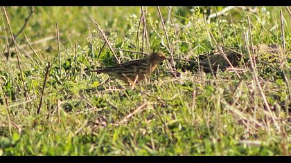 Kızılgerdanlı incirkuşu