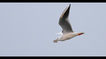 Slender-billed Gull