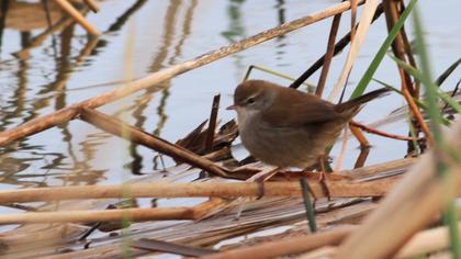 Kamışbülbülü
