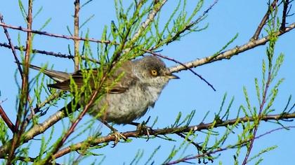 Barred Warbler