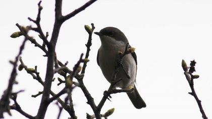 Lesser Whitethroat