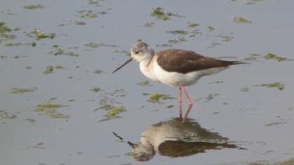 Black-winged Stilt