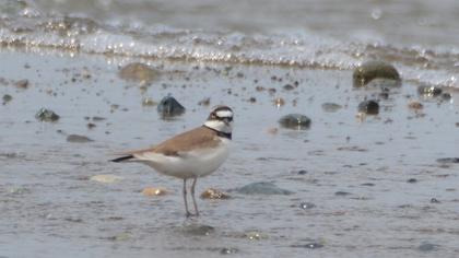 Little Ringed Plover