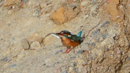 Common Kingfisher