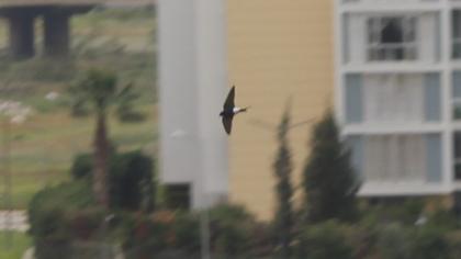 Common House Martin