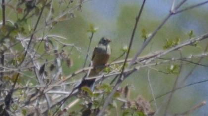 Ortolan Bunting