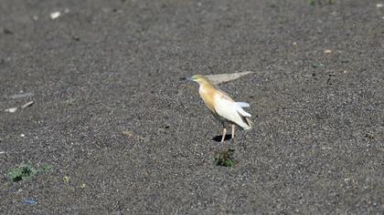 Squacco Heron