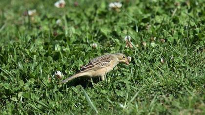 Ortolan Bunting