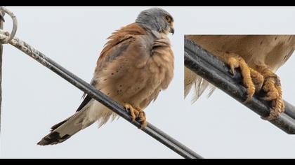 Lesser Kestrel