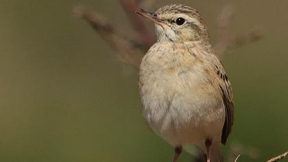 Tawny Pipit