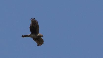 Hen Harrier