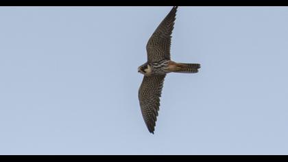 Eurasian Hobby