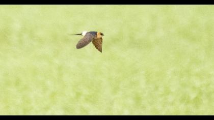 Red-rumped Swallow