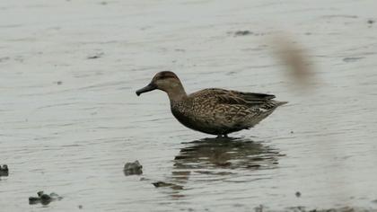 Garganey