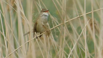 Great Reed Warbler