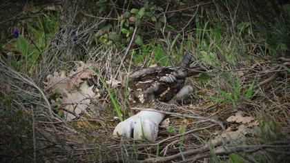 European Nightjar