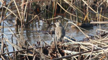 Water Pipit