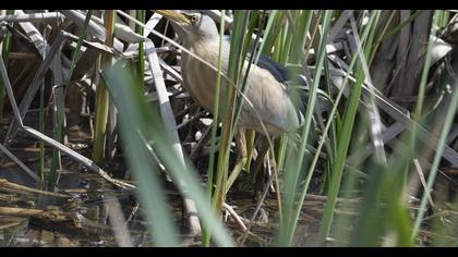 Little Bittern