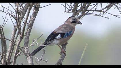 Eurasian Jay
