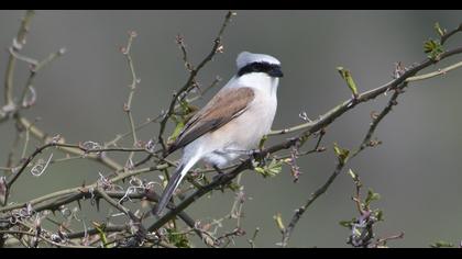 Red-backed Shrike