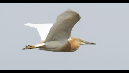 Squacco Heron