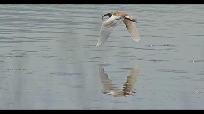 Squacco Heron