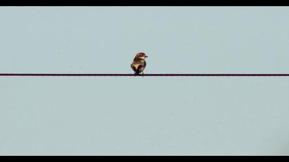 Kızılbaşlı örümcekkuşu